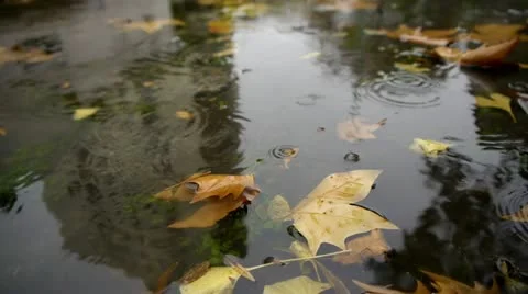 Autumn Rain. Rain drops falling over leaves. Stock Footage 12670513