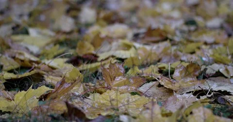 Autumn Rain. Rain Drops Falling Over Leaves Close Up. Stock Footage 71271682