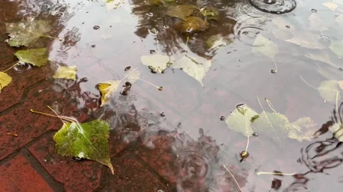 Autumn rain. Raindrops drip onto puddles of autumn leaves. Stock Footage 279297828