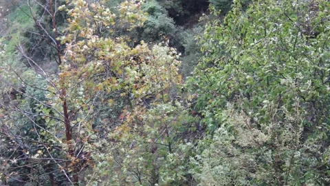 Autumn rain in the small forest Stock Footage 135318179