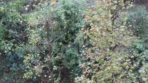Autumn rain in a small forest Stock Footage 136104772