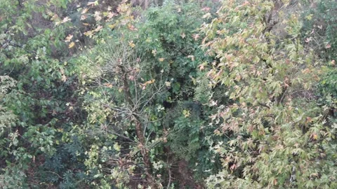 Autumn rain in the small forest Stock Footage 138028702