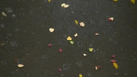 Autumn - raindrops fall into a puddle with leaves 3 Stock Footage 96020202