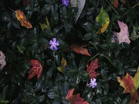 Autumn Raindrops Video stock 80928272