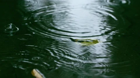 Autumn raindrops on the water surface fallen leaves close-up Stock-Footage 233783914