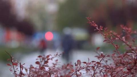 Autumn rainy evening Stock Footage 82454740