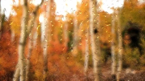 Autumn rainy forest Stock Footage 154436701