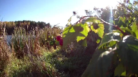 Autumn, raspberries Stock-Footage 32162550