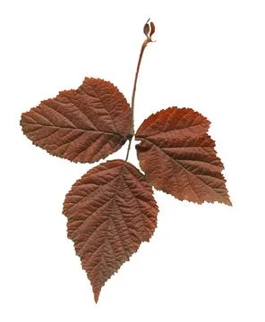 Autumn raspberry leaf isolated Foto stock