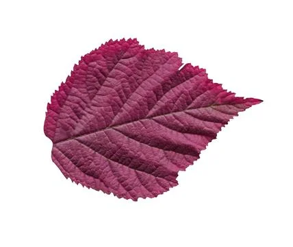 Autumn raspberry leaf isolated Stock Photos
