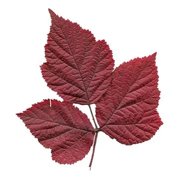 Autumn raspberry leaf isolated Foto stock