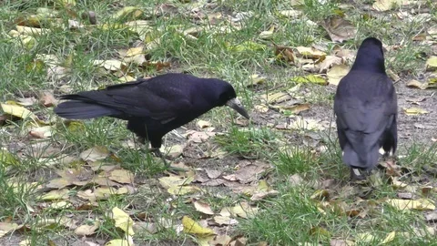 Autumn. Raven park digging leaves looking for nuts. Wild bird. Stock Footage 119882353