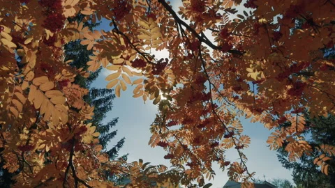 Autumn rays of the sun Stock Footage 162481993