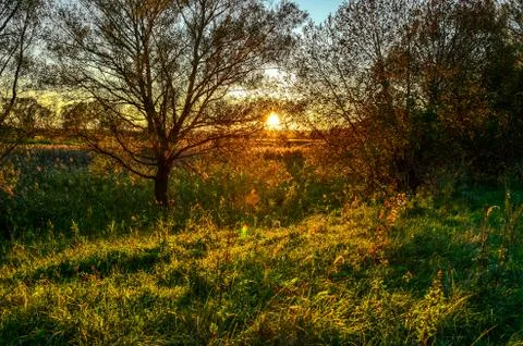 Autumn rays of the sun on the grass in the meadow at dawn Stock Photos