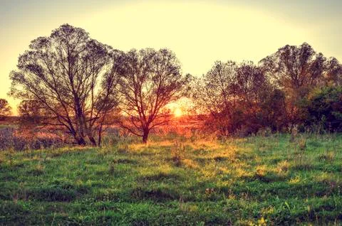 Autumn rays of the sun on the grass in the meadow at dawn Stock Photos