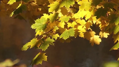 Autumn rays of sun illuminates yellow maple leaves Stock Footage 81808300
