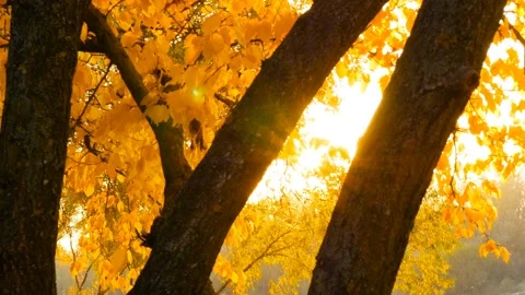 Autumn rays of the sun through the yellow leaves of trees Stock Footage 90967679