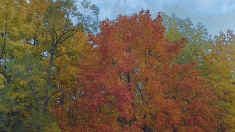 Autumn, red and yellow tree in the park Stock Footage 80951111