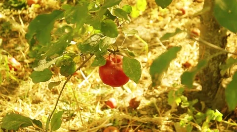 Autumn red apple on the tree Video stock 55239996