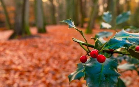 Autumn red cherry fruit with fall leaves as background Stock Photos