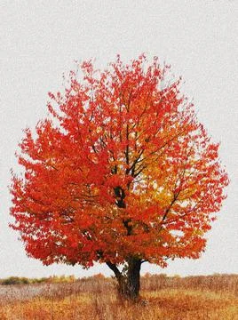 Autumn red cherry tree Stock Illustration