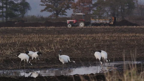 Autumn of the Red-Crowned Crane Vidéo 332815859