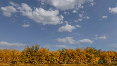 Autumn red dry forest under blue cloudy sky Stock Footage 197480063