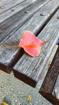 Autumn red leaf on the bench Foto stock