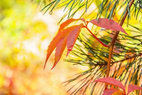 Autumn red leaf of creeper. Stock Photos