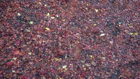 Autumn red leaf fall (maple, Ginkgo, etc.) is covering the ground. Japan 動画素材 110874407