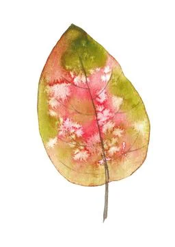 Autumn red Leaf Illustrazione stock