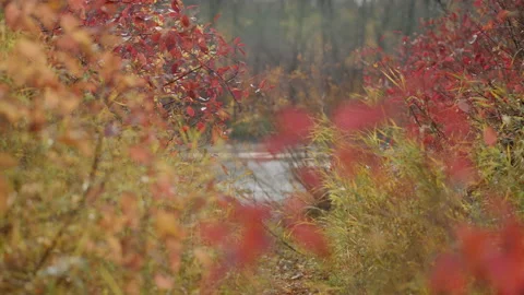 Autumn Red leaf with lake in background Video stock 155905567