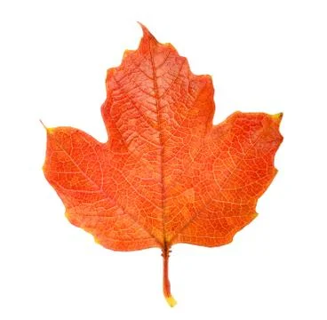 Autumn red leaf Stock Photos