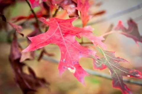 Autumn red leaf Stock Photos