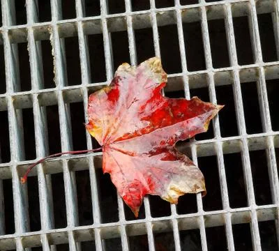 Autumn red leaf Photos
