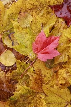 Autumn red leaf on stack of yellow leaves. Stock Photos