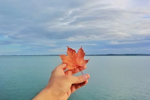 Autumn red leaf with a tree in hand on a background of the sea Stock Photos