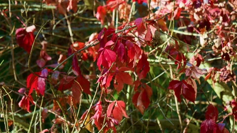 Autumn Red Leaves Among Trees in Dense Forest Stock Footage 320060982