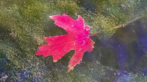 Autumn red leaves fall to the bottom of the water Stock Footage 219766841