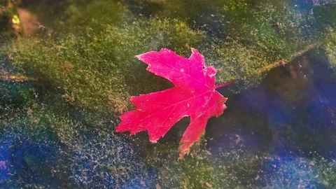 Autumn red leaves fall to the bottom of the water Stock Footage 219766873