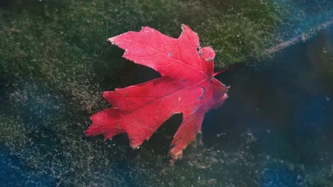 Autumn red leaves fall to the bottom of the water Stock Footage 219766902
