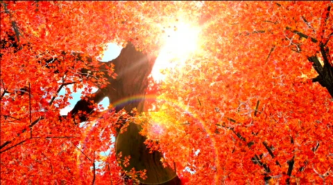 Autumn red  leaves falling in wind  Stock Footage 556912