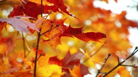Autumn red leaves Video stock 95636738