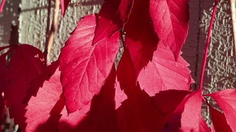 Autumn red leaves 動画素材 98482865