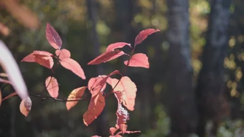 Autumn red leaves. Stock Footage 147265861