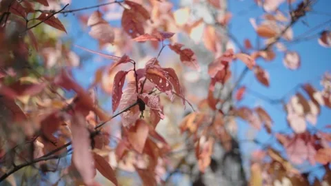 Autumn red leaves. Stock Footage 147266902