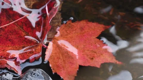 Autumn Red Maple and Sugar Maple Leaves in Foster Falls Stock Footage 232168089