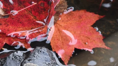 Autumn Red Maple and Sugar Maple Leaves in Foster Falls Stock Footage 232209558