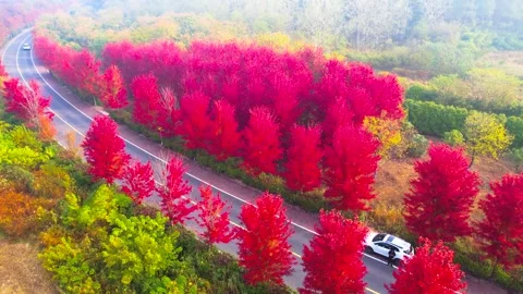 Autumn Red Maple Forest Turning Colors Scenic 4K Aerial Stock Footage 320590008