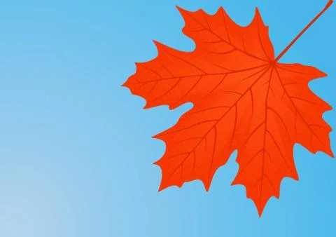 Autumn red maple leaf. Stock Illustration